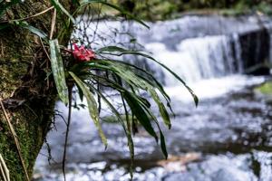 Nidularium scheremetiewii