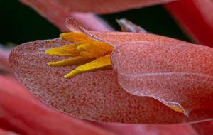 Pitcairnia heterophylla