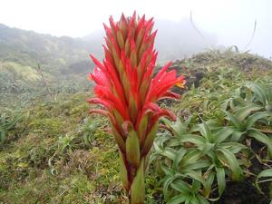 Pitcairnia bifrons