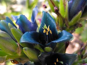 Puya alpestris subsp. alpestris