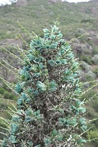 Puya alpestris subsp. zoellneri
