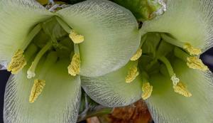 Stigmatodon apparicianus