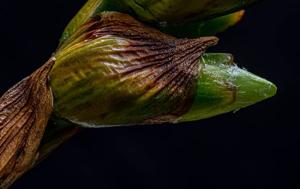 Stigmatodon apparicianus