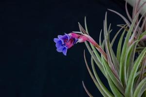 Tillandsia winkleri