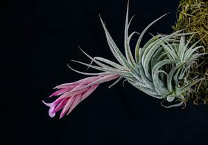 Tillandsia sucrei