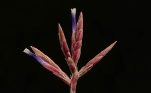 Tillandsia tectorum