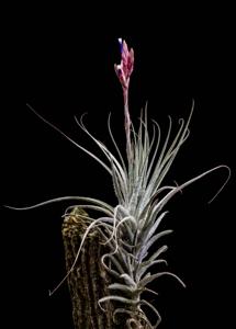 Tillandsia tectorum