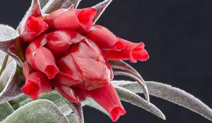 Tillandsia edithae