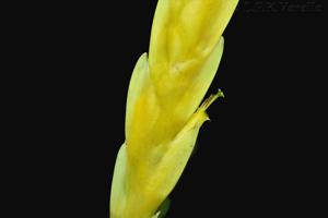 Vriesea incurvata