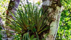 Vriesea lubbersii