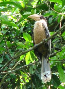 utils/thumbs/Bucerotidae/Anorrhinus_aR5KfN5Ym4PxYbEjRvyTRc.jpg