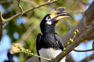 utils/thumbs/Bucerotidae/Anthracoceros_K4t9TiFET4dgtRU9ZDMVh7.jpg