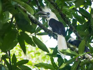 Berenicornis comatus