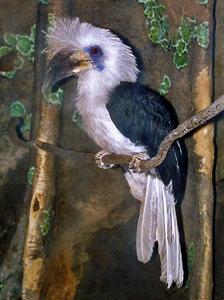 utils/thumbs/Bucerotidae/Berenicornis_cZSxwXUgSX9HxEkQYMUBuV.jpg