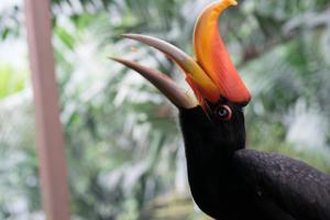 Buceros rhinoceros
