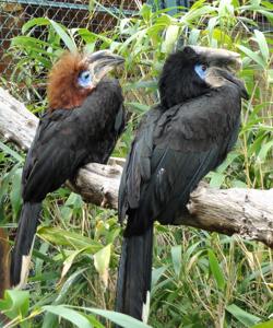utils/thumbs/Bucerotidae/Ceratogymna_3uPhdYZNgqgFyyqsEpsBse.jpg
