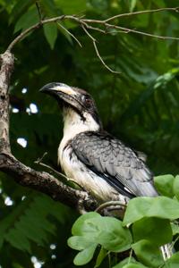 Ocyceros gingalensis