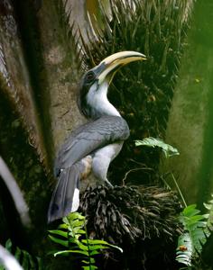 Ocyceros griseus