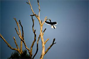 Ocyceros gingalensis