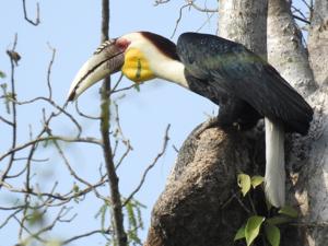 utils/thumbs/Bucerotidae/Rhyticeros_mtFyVR2yA3BdZDuFaUeuDo.jpg
