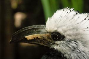 Tropicranus albocristatus