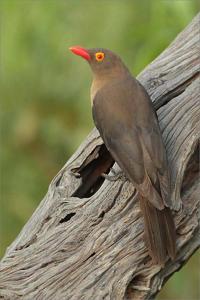 Buphagus erythrorynchus