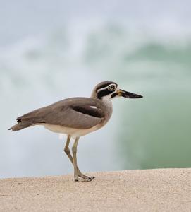 Esacus recurvirostris