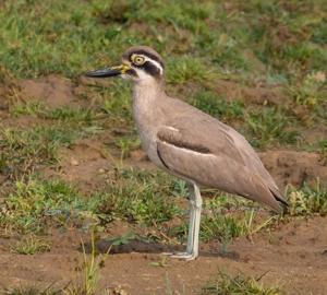 utils/thumbs/Burhinidae/Esacus_hF3eZSku6Y4peQxpA6ozUb.jpg