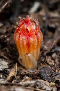 Thismia megalongensis