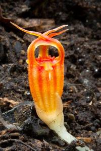 Thismia megalongensis