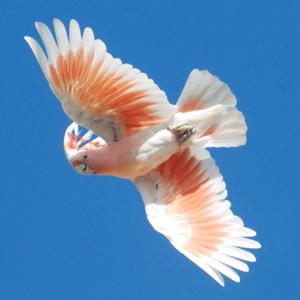 Cacatua leadbeateri