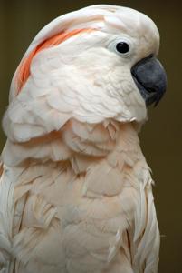 Cacatua moluccensis
