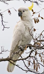 Cacatua galerita galerita