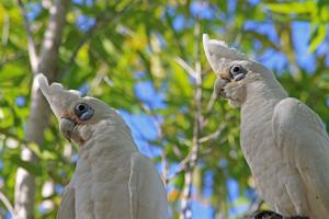 Cacatua sanguinea