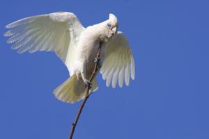 Cacatua sanguinea