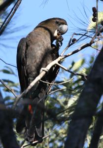 Calyptorhynchus lathami