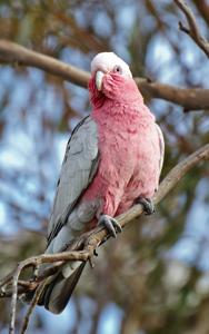 utils/thumbs/Cacatuidae/Eolophus_YnswrPpUxLMKgXo7JhfrhC.jpg