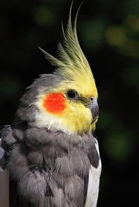 Nymphicus hollandicus