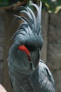 Probosciger aterrimus