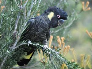 utils/thumbs/Cacatuidae/Zanda_B22dxfHjomJHqGibkr5B4c.jpg