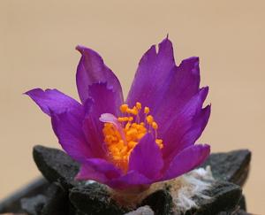 Ariocarpus scaphirostris