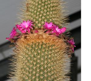 utils/thumbs/Cactaceae/Arrojadoa_5i8RzvzqwUyN9omSGeNXBR.jpg