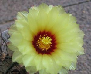 Astrophytum capricorne