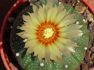 Astrophytum asterias