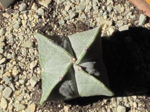 Astrophytum myriostigma