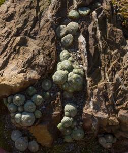 Blossfeldia liliputana