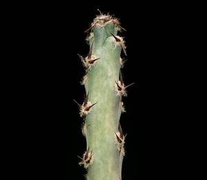 Cereus spegazzinii