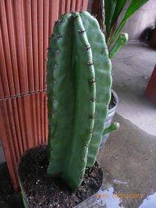 utils/thumbs/Cactaceae/Cereus_YBW3Z5ZhwuBtEkuwQSDhKV.JPG