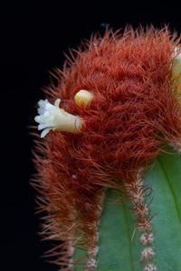 Coleocephalocereus pluricostatus