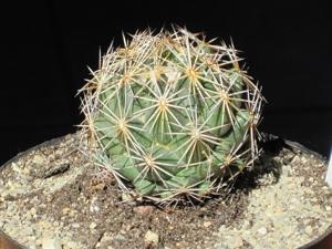 utils/thumbs/Cactaceae/Coryphantha_JgK6AxvfF6QdYjaFzfjsoG.JPG